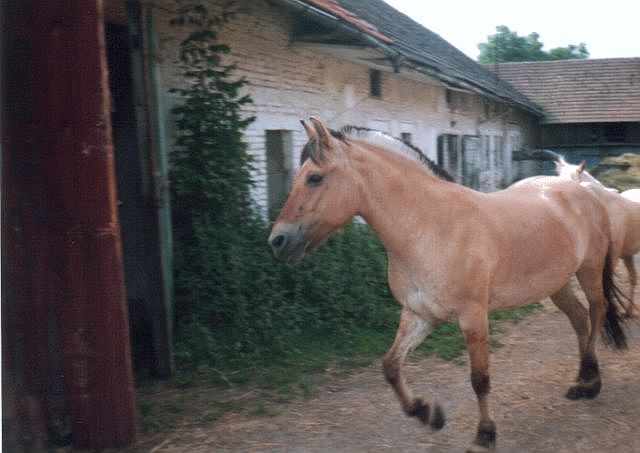 Sára na dvorku.jpg